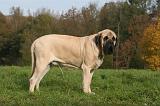 MASTIFF 256